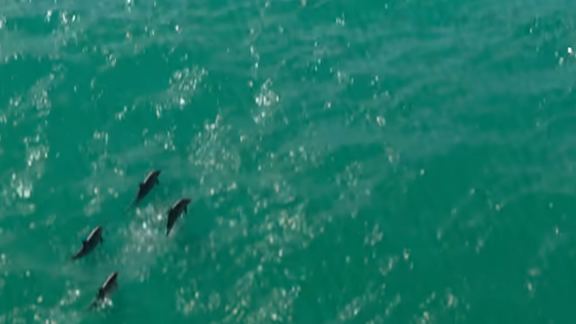 Dolphins beside a yacht. Still from official footage, Rockstar Games